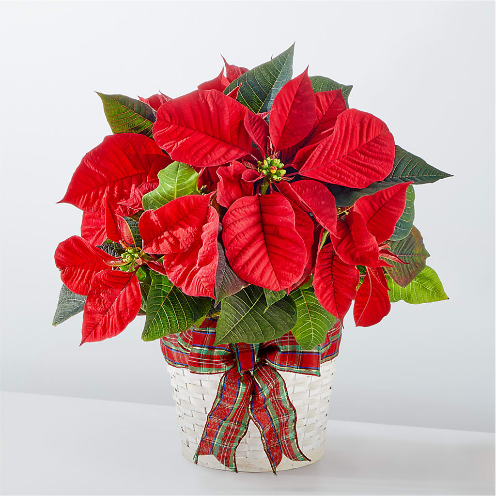 Happiest Holidays Poinsettia – Loop Flower Studio, Chicago IL