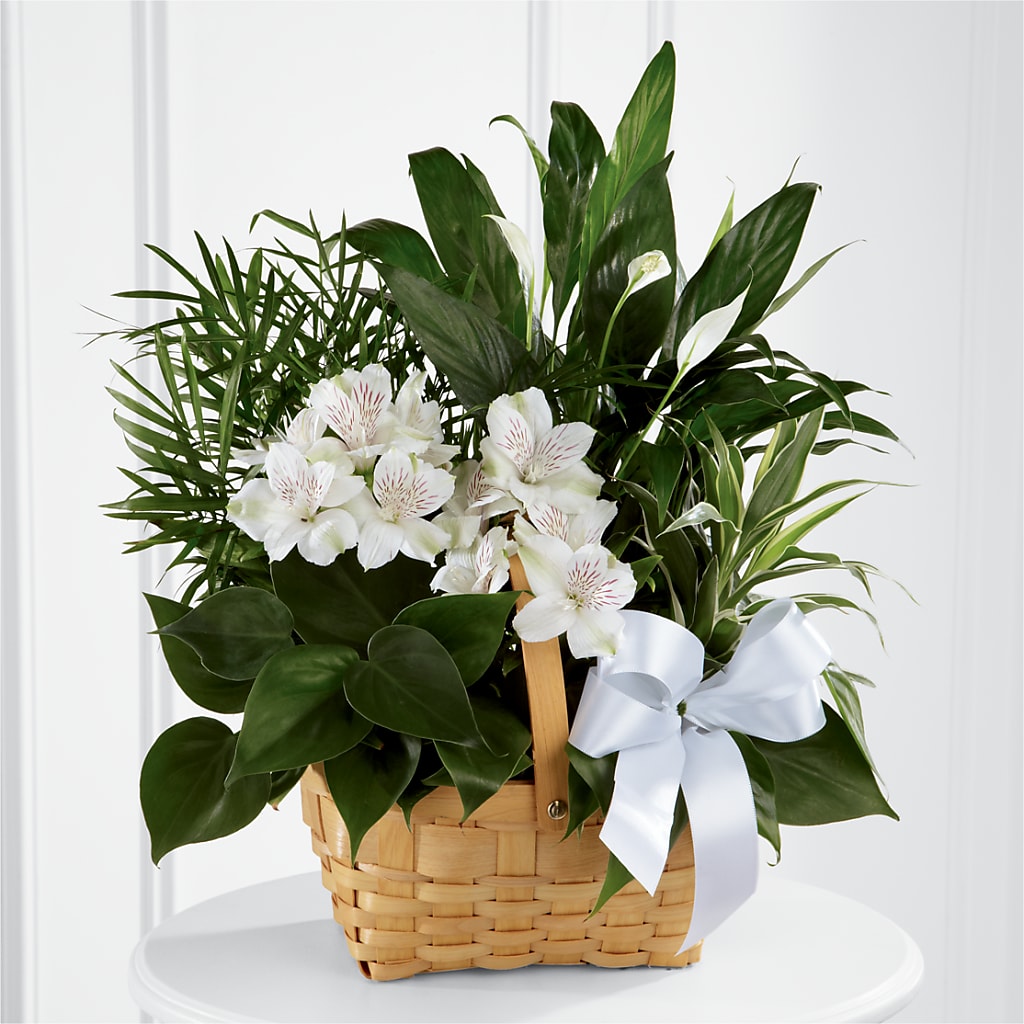 Peace & Serenity Dishgarden – Loop Flower Studio, Chicago IL