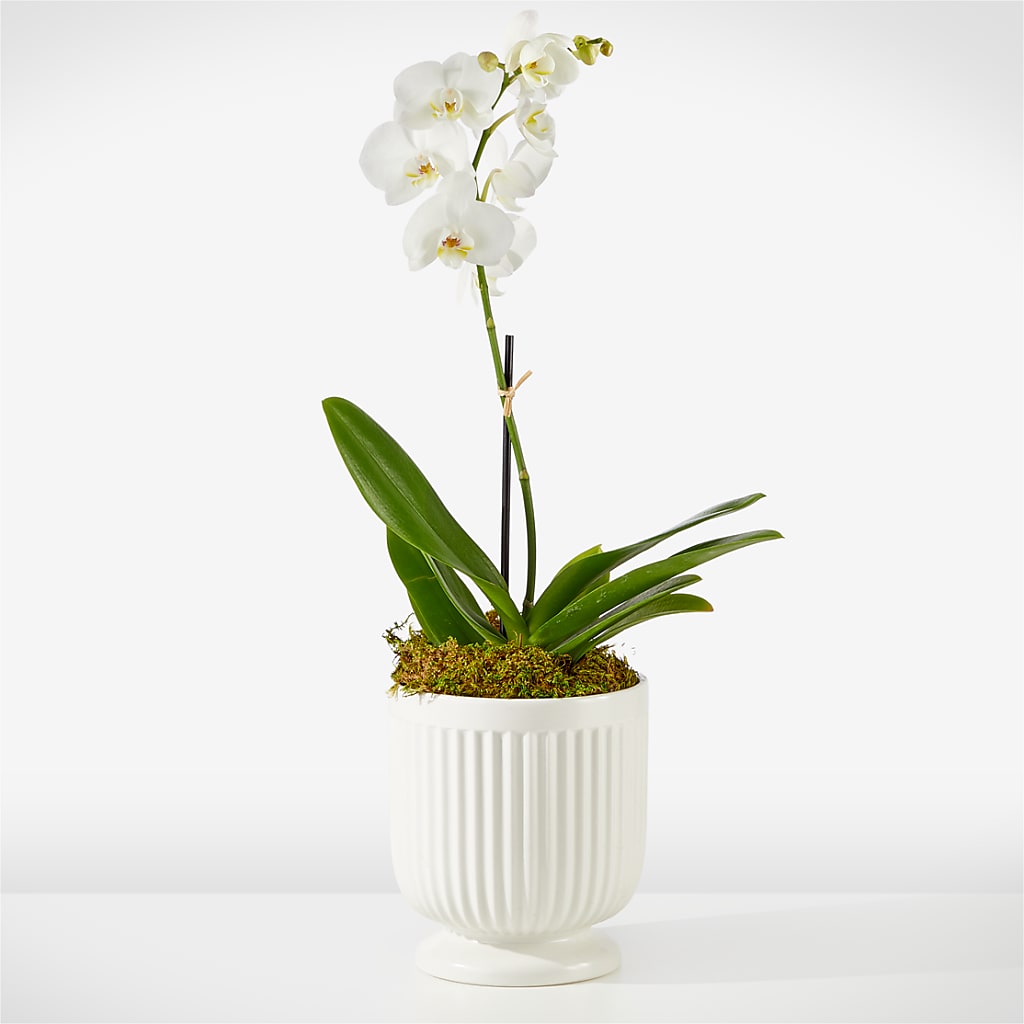 Whispering White Orchid – Loop Flower Studio, Chicago IL