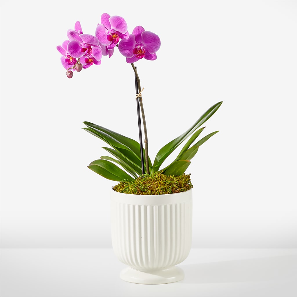 Friendly Fuchsia Orchid – Loop Flower Studio, Chicago IL