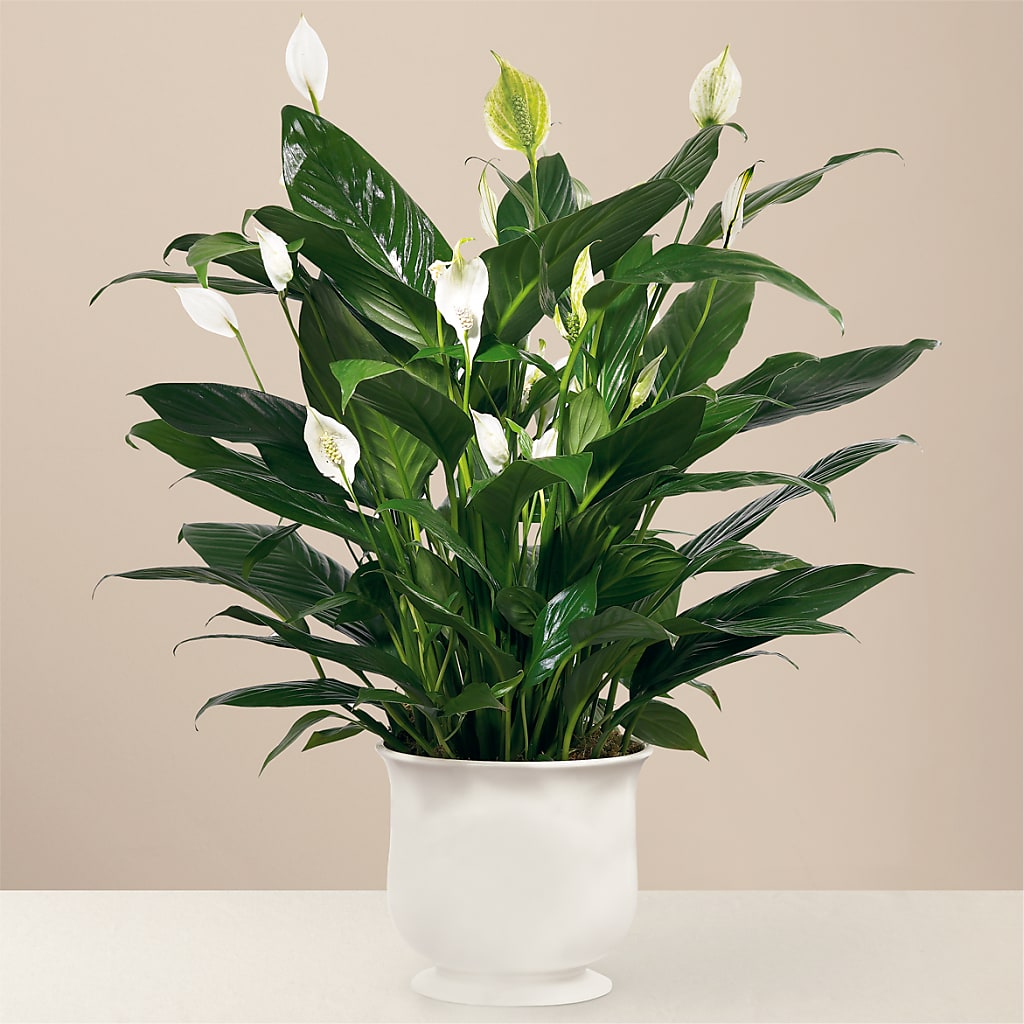 Comfort Planter – Loop Flower Studio, Chicago IL