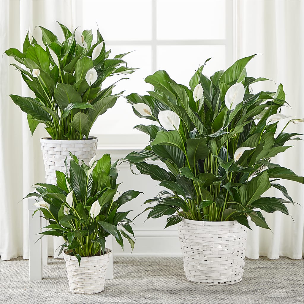 A New Leaf Peace Lily – Loop Flower Studio, Chicago IL