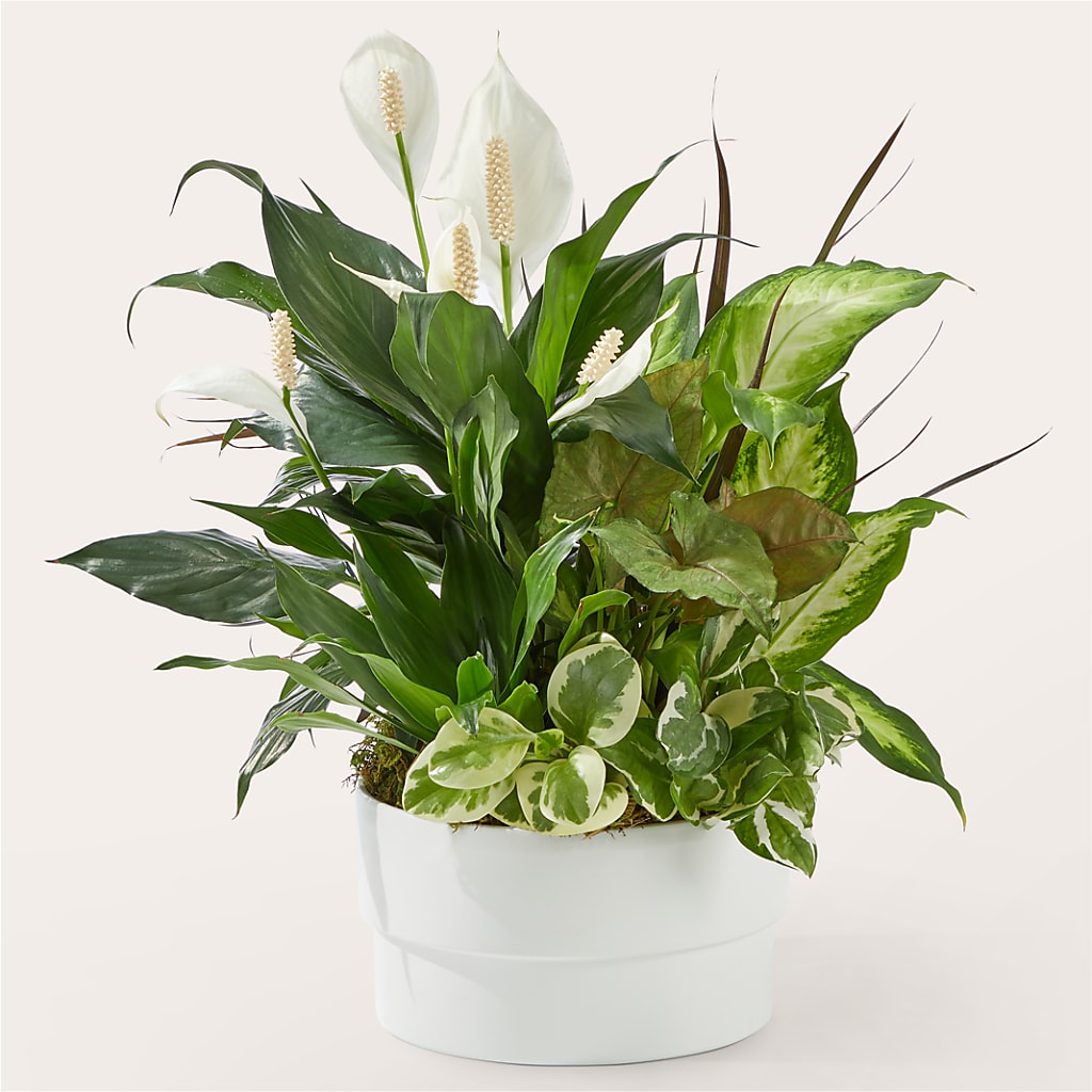 Radiating Positivity Dishgarden – Loop Flower Studio, Chicago IL