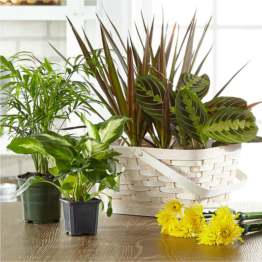 Florist Designed Blooming and Green Plants in a Basket –  Loop Flower Studio, Chicago IL