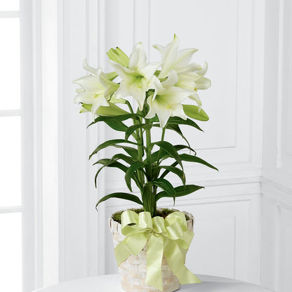 Easter Lily Plant –  Loop Flower Studio, Chicago IL