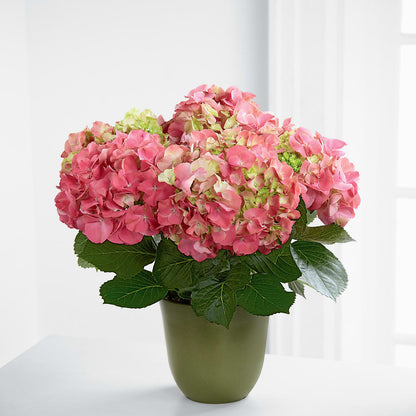 Pink Hydrangea Planter –  Loop Flower Studio, Chicago IL