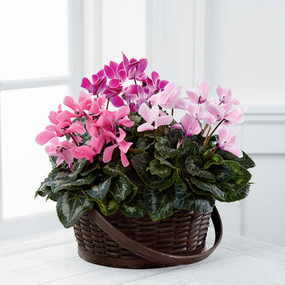 Mixed Cyclamen Planter –  Loop Flower Studio, Chicago IL