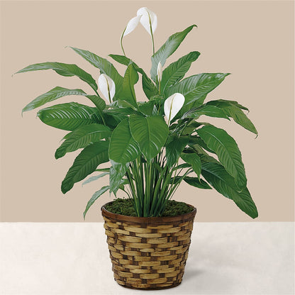 Tranquil Moments Peace Lily Plant –  Loop Flower Studio, Chicago IL