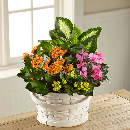 Color Crush Dishgarden –  Loop Flower Studio, Chicago IL