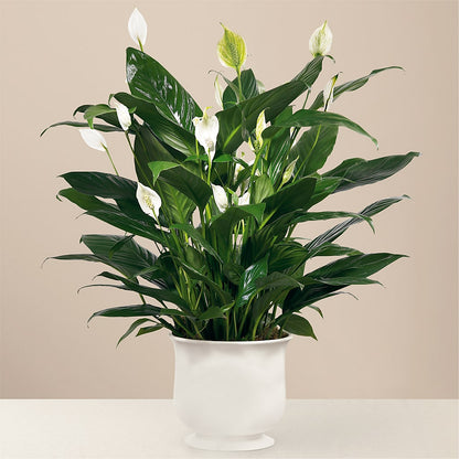 Comfort Planter –  Loop Flower Studio, Chicago IL
