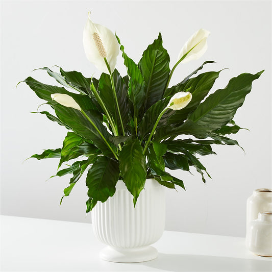 Comfort Planter –  Loop Flower Studio, Chicago IL