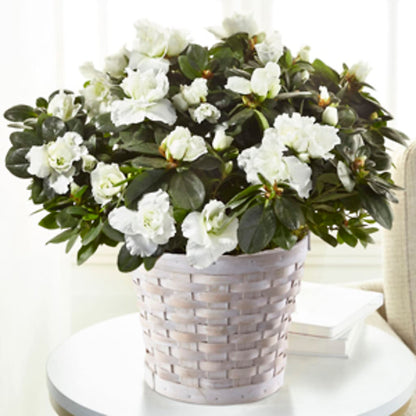 White Azalea Plant –  Loop Flower Studio, Chicago IL