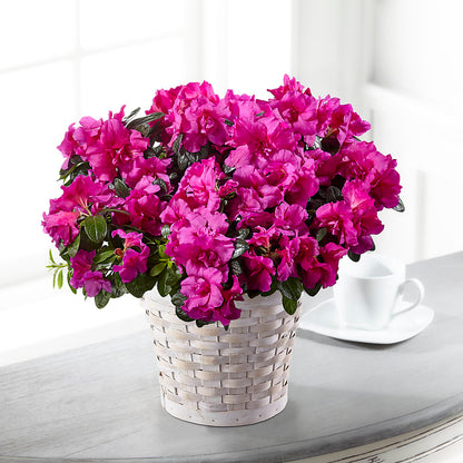 Hope & Serenity Azalea Plant –  Loop Flower Studio, Chicago IL
