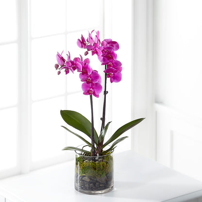 Pink Orchid Plant –  Loop Flower Studio, Chicago IL