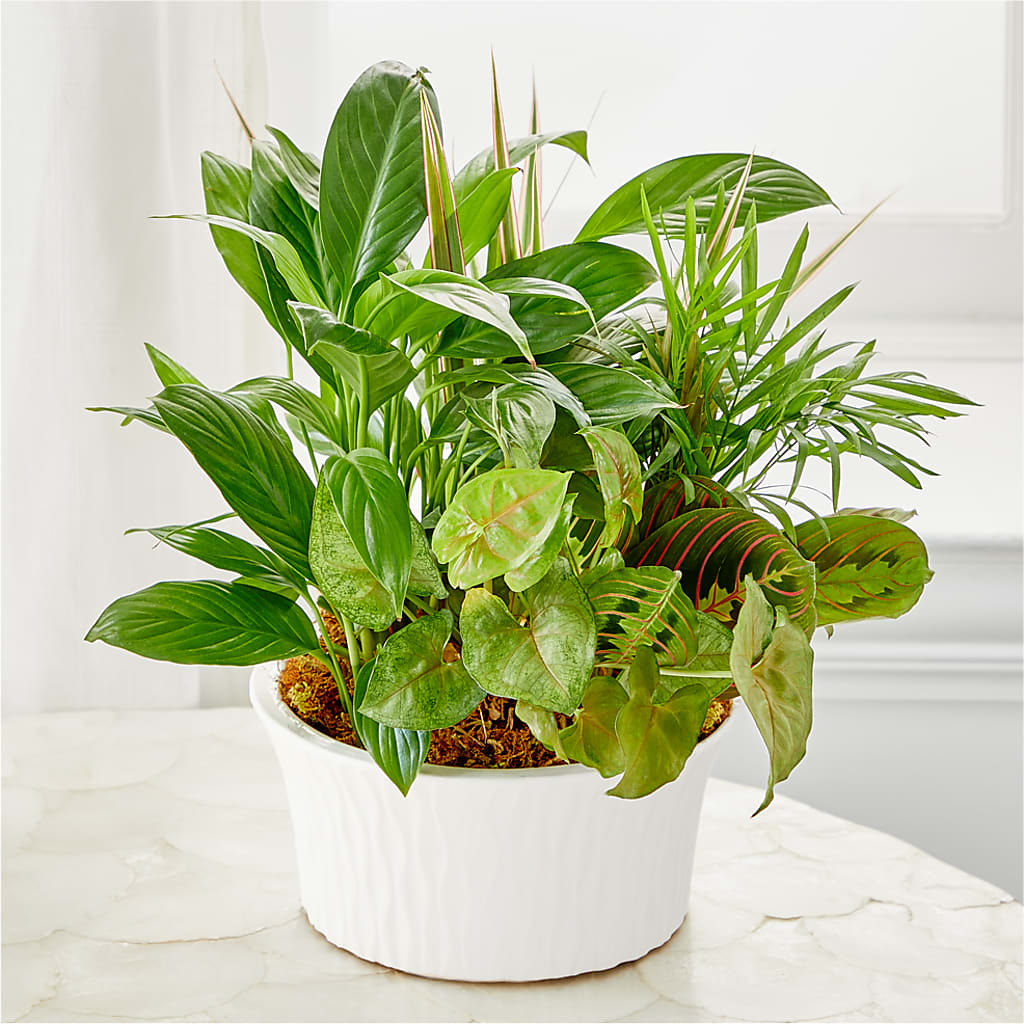 Balance & Harmony Dishgarden –  Loop Flower Studio, Chicago IL