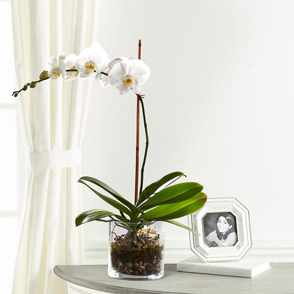 White Orchid Planter –  Loop Flower Studio, Chicago IL